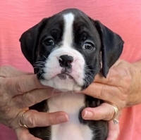May be an image of dog