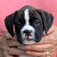 May be an image of dog