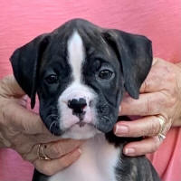 May be an image of dog